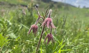 Image result for Tridactyle filifolia