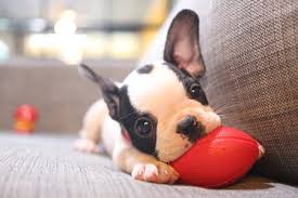 How many puppies to french bulldogs have. What To Expect With The French Bulldog Temperament Family Puppies