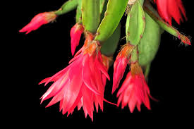 Both thanksgiving and christmas cacti are epiphytes that grow on tree branches in tropical rainforest areas. Holiday Cactus Brings The Gift Of Color Piedmont Master Gardeners