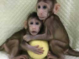 Image result for Hua