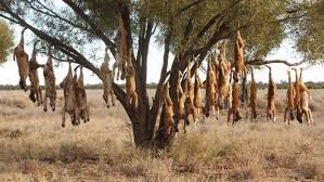 Scent of magnolias, sweet and fresh. Strange Fruit The Dingo Trees Of Western Queensland The Northern Myth