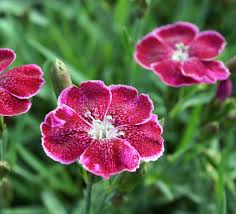 15 Different Types Of Carnations Dianthus Carnations Dianthus Flowers Fragrant Plant