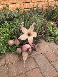 Image result for Stapelia gigantea