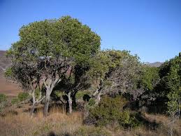 Image result for Uapaca