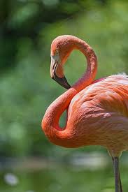 Bird With No Feathers On Neck Flamingo With Curved Neck Flamingo Flamingo Bird Ipad Wallpaper