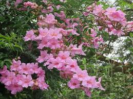 Image result for Podranea