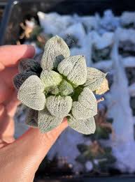 Image result for Pavetta pygmaea