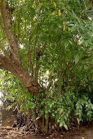 Image result for Dolichandrone alba