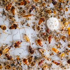 Pinellas, pasco & hillsborough counties. Pest Control Services Tarpon Springs Exterminator Pinellas County Fl