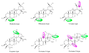 Image result for Triainolepis