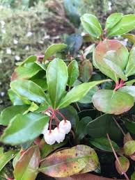 Image result for Galenia procumbens