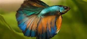 Betta fish are small fresh water fish that are part of the osphronemidae family. Top 35 Beautiful Types Of Betta Fish With Amazing Pictures