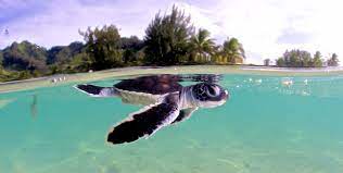 Madagascar and indian ocean islands biodiversity hotspot program for consolidation, 2009. Madagascar And The Indian Ocean Islands Cepf