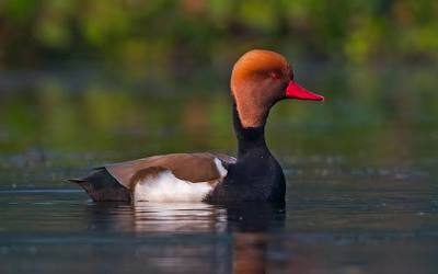 Wintering waterfowl at Purbasthali Lake, AI generated