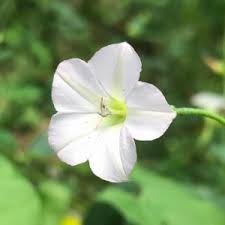 Image result for Convolvulus farinosus