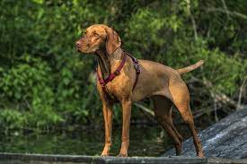 we review the 16 best dog harnesses for every kind of dog smartest dog breeds dog harness friendly dog breeds