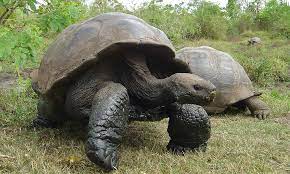 Galapagos Giant Tortoise Galapagos Conservation Trust