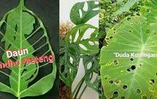 Maybe you would like to learn more about one of these? Tanaman Janda Bolong Jadi Tren Kini Viral Tanaman Duda Korengan Hingga Rondo Meteng Portal Jember