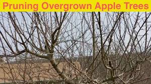 Trimming fruit trees is not that difficult, nor do you have to be an expert to do a nice job trimming your fruit trees. Pruning Overgrown Apple Trees Youtube