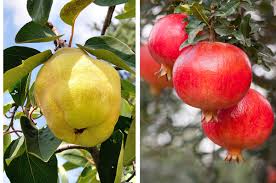 Canistel (pouteria campechiana), commonly known as eggfruit, is a tropical fruit tree. Can You Recognize These Fruits On The Tree