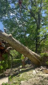 Check spelling or type a new query. Express Tree Landscaping Services Llc Home Facebook