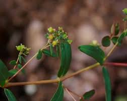 Image result for Euphorbia hyssopifolia