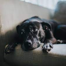 Apr 18, 2019 · symptoms of dog depression are similar to symptoms that humans suffer from. 9 Signs Your Dog Is Depressed