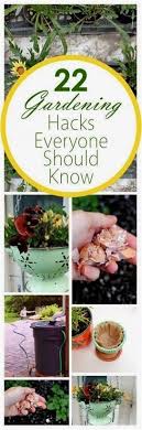 22 Gardening Hacks Everyone Should Know Bees And Roses Organic Gardening Tips Gardening Tips Plants