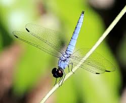 Image result for Brachythrix