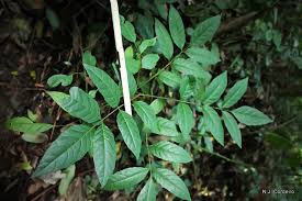 Image result for Brucea antidysenterica