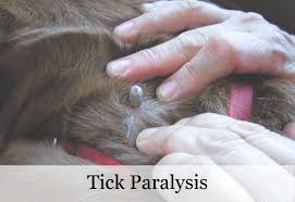 If it is not engorged, then there is a very low risk of infection. An Overview Of Tick Paralysis Symptoms Treatment And Prevention
