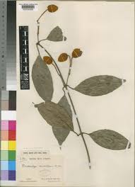 Image result for Pseudocalyx saccatus