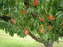 Since the winter temperatures last longer in the northern and panhandle parts of florida, more varieties of peach trees can be grown there than in the central and southern. Peach
