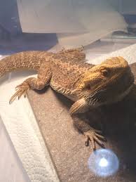 Our store has all the basic pet supplies. Repticon Jacksonville Reptile Exotic Animal Show September Bearded Dragon Org