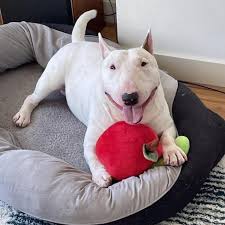 Image result for bulteriér