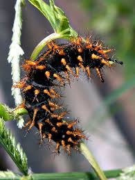Black And Red Spiky Caterpillar Caterpillar Bugs And Insects Beautiful Bugs Cool Insects