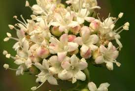 Pin En Fes Flores De California