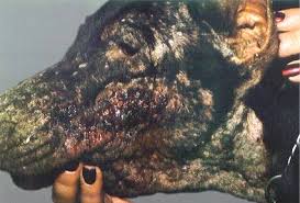 Dog Scabies Treatment Options Info and Podcast