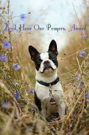 Francis of assisi for lost animals. 28 Dogs Prayers For Loss Ideas Dogs Dog Quotes Pet Loss