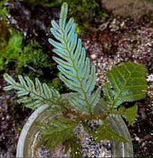 Image result for Selaginella soyauxii