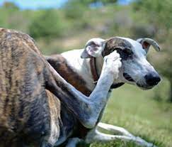 Allergic Reactions In Dogs Common Signs When To Worry And Tips To Prevent Them