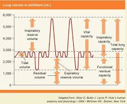 Image result for Lung Volume