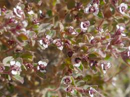 Image result for Euphorbia glanduligera