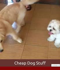 How To Train Your Dog To Stay Off Furniture And Pics Of Training Tips For Bird Dogs Tip 4094928 Dogtrainingpotty Dogtraininganx Dog Training Dogs Dog Training Tips