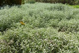 Image result for Cerastium