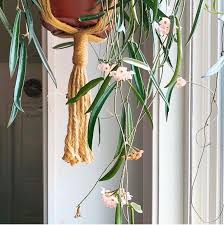 These shady planters, though, are having plenty of fun sans sun. When Your Hoya Flowers For The First Time And It S Covered In Blooms To Get The Most Blooms From Your Hoya Give It Pl Bloom Macrame Plant Hanger Flowers