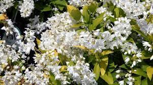 The flowering trees that are native to michigan include the northern catalpa, american basswood, wild black cherry, horse chestnut, flowering dogwood, american mountainash, eastern redbud, yellow poplar and american mulberry. Five Best Flowering Shrubs For Mid Michigan Yards Bay Landscaping
