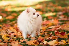If their senses are triggered, they can show a lot of bravery and are capable of barking off strangers, though they will calm quickly around trusted humans. Japan Spitz Hund Charakter Ernahrung Pflege
