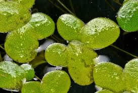 Image result for Lemna