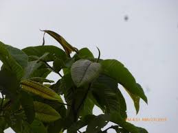 Image result for Triplaris americana